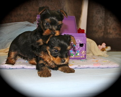Yorkies By Design LLC - cute yorkie puppies for sale