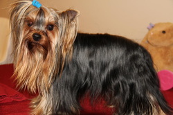 Yorkies By Design LLC - superior yorkies for sale
