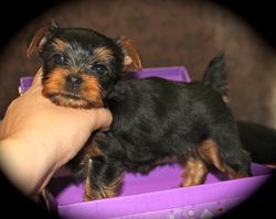 Yorkies By Design LLC - beautiful puppies for sale