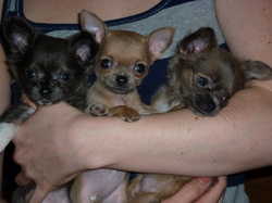 Yorkies By Design LLC - tny chihuahua puppies for sale